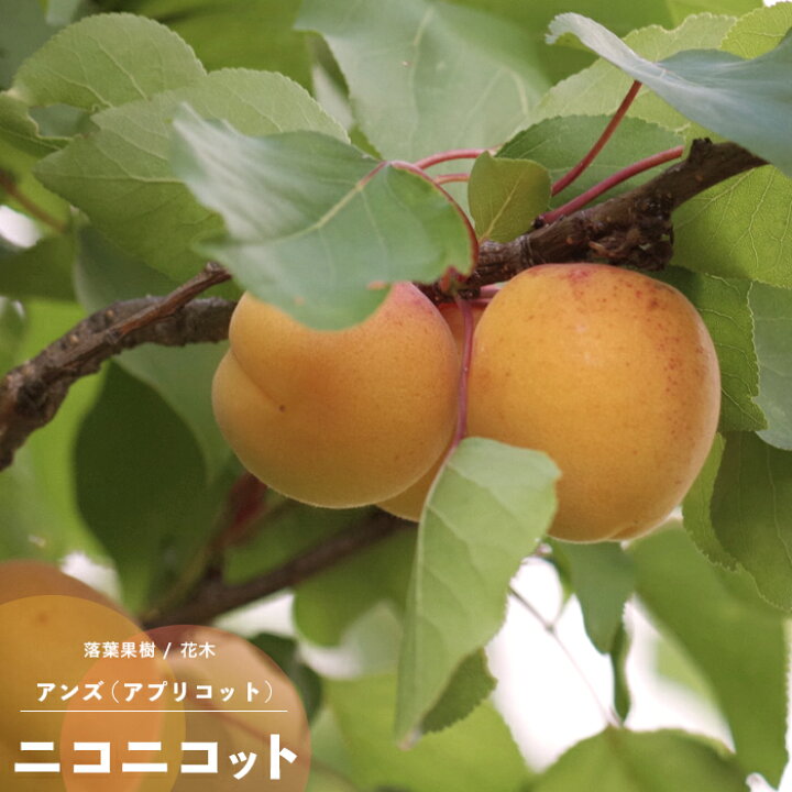 楽天市場 果樹苗 アンズ 苗木 ニコニコット Pvp 1年生 接木 4 5号 直径13 5cm ポット苗 果樹苗木 落葉樹 あんず あなたの街のお花屋さんイングの森