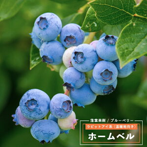 ʎc u[x[ c rbgACn z[x 4.5i13.5cmj|bgc ʎc t