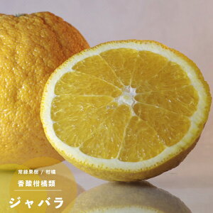 ʎc k c Wo (΂) 1N 4.5(13.5cm) |bgc ʎc Ύ 񂫂 _k