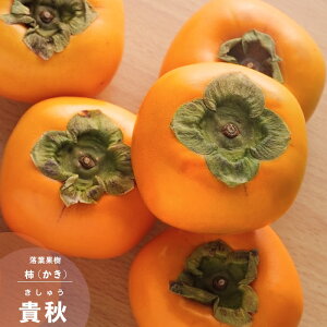 ʎc JL c Ê` MH (イ) PVP 1N ڂ 4.5 (a13.5cm) |bgc ʎc t yWz