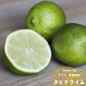 楽天市場 ライム の 苗木の通販