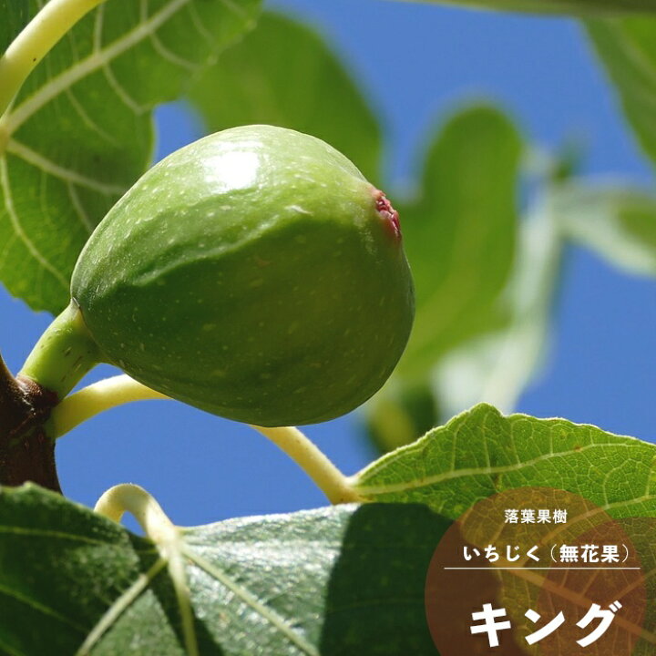 楽天市場】果樹苗 イチジク 苗木 キング (夏果専用) 1年生 4.5号(13.5  