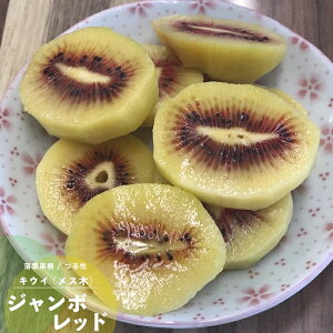 苗 キウイ 苗の人気商品 通販 価格比較 価格 Com