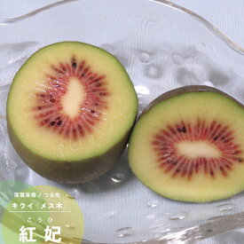楽天市場 寒さに強い 果樹の通販
