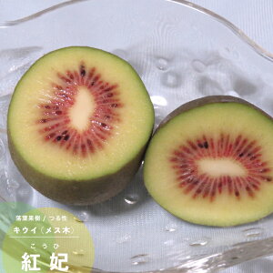 ʎc LEC c g܁iXj1N ڂ 4.5(13.5cm) |bgc LECt[c c ʎc t 鐫