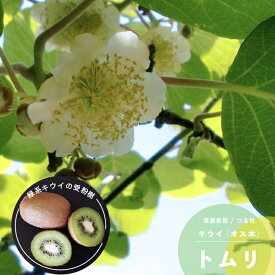 楽天市場 キウイ 花粉の通販