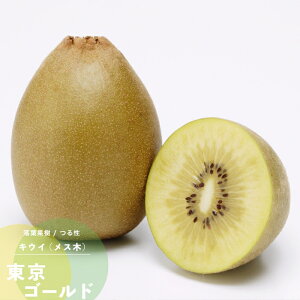 苗 キウイの通販 価格比較 価格 Com