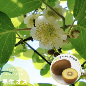 楽天市場 キウイ 花粉の通販