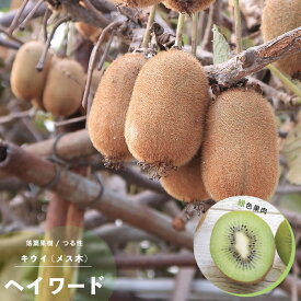 楽天市場 寒さに強い 果樹の通販