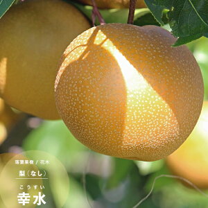 ʎc Ȃ c a K 4.5(13.5cm) |bgc ʎc iV t