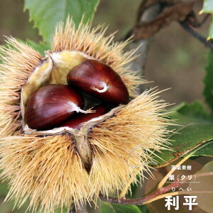 ʎc I c  (ւ)1Nc } 4.5(13.5cm)@|bgc ʎc t N