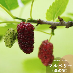 ʎc K̖ c }x[ (K̎) 4.5(13.5cm) |bgc ʎc Nc