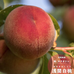 ʎc  c Ԕ (܂͂Ƃ) 1N ږ 4.5(13.5cm) |bgc ʎc t   c