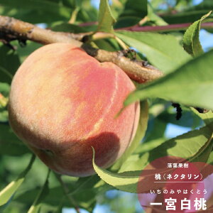 �ʎ��c ���� �c�� ��{���� (�����݂̂�͂��Ƃ�) 1�N�� �ږ� 4.5��(13.5cm) �|�b�g�c �ʎ��c�� ���t�� ����