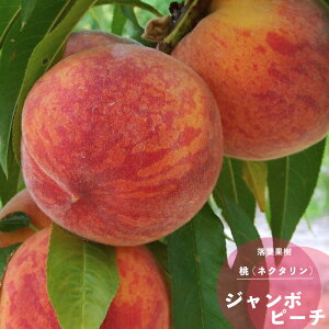 ʎc  c W{s[` 1N ږ 4.5(13.5cm) |bgc ʎc t 