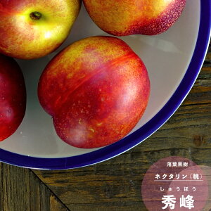 ʎc  lN^ c G (イق) 1N ږ 4.5(13.5cm) |bgc ʎc t  