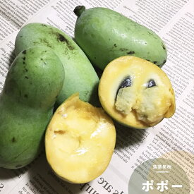 楽天市場 寒さに強い 果樹の通販