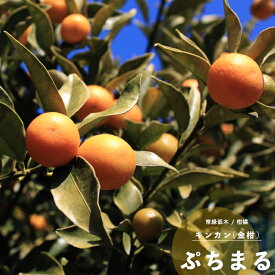 楽天市場 寒さ に 強い 柑橘類の通販