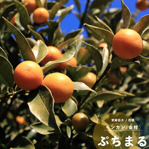 ʎc k c  (񂩂ELJ) Ղ܂ PVP 1N ڂ 4.5(a13.5cm) |bgc ʎc Ύ v`}