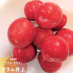 ʎc v c v 1Nږ 4.5(13.5cm)|bgc ʎc t  X c