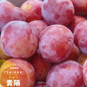 ʎc v c Mz (悤) 1N ڂ 4.5(13.5cm) |bgc ʎc t  X c