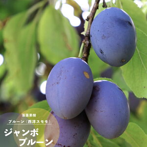 ʎc v[ c W{v[ 1N ږ4.5(a13.5cm) |bgc ʎc t X