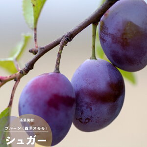 �ʎ��c �v���[�� �c�� �V���K�[�v���[�� 1�N�� �ږ�4.5��(���a13.5cm) �|�b�g�c �ʎ��c�� ���t�� �X���� �yW�z