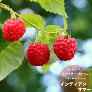 ʎc x[ c ԎYx[ CfBAT}[ 4.5(a13.5cm) |bgc ʎc ؃C`S