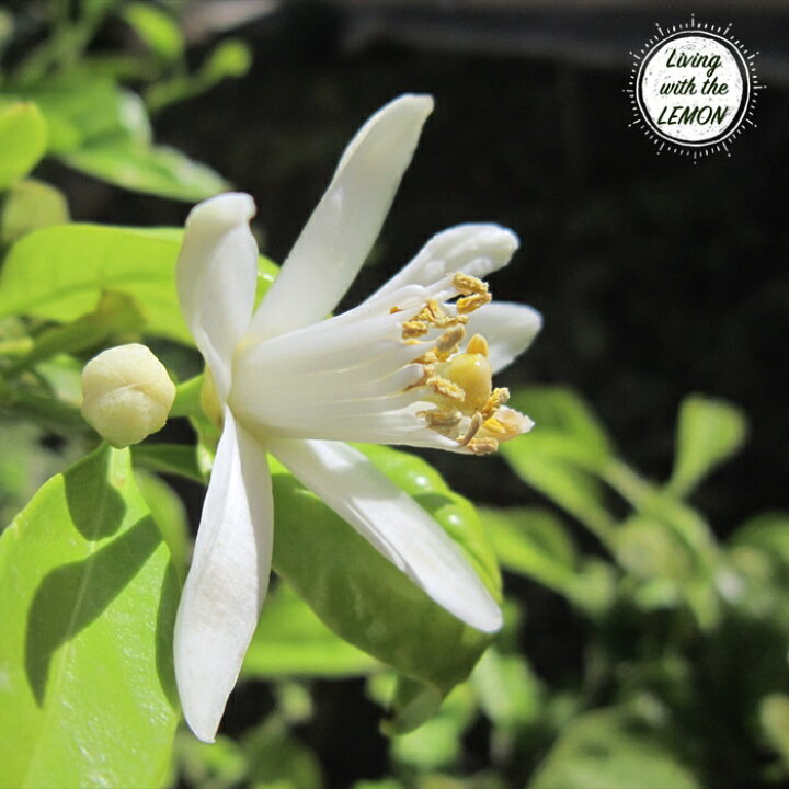 レモンリーフ 種子 レモン形の葉 低木 花木 買い物 レモン形の葉