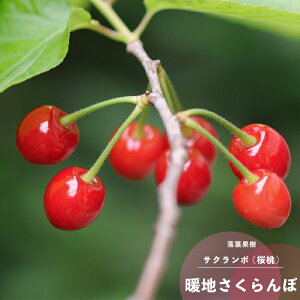 ʎc  c gnTN{ 1N ڂ 4.5(13.5cm) |bgc ʎc t  Ԗ؁yAWz