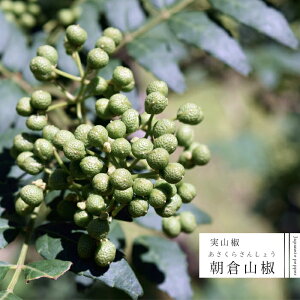 ʎc R c qTVE 1N ڂ 4.5(13.5cm) |bgc