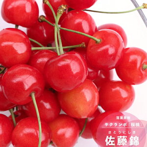 ʎc  c  (Ƃɂ) 1N ڂ 4.5(13.5cm) |bgc ʎc t Ԗ TN{