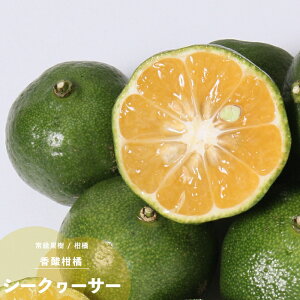 ʎc k c V[N[T[ 1N 4.5(a13.5cm) |bgc ʎc ΎV[N[T[