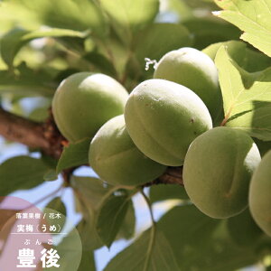 ʎc ~ c L (Ԃ) 1N ږ 4.5(a13.5cm) |bgc ʎc Ԗ E ~