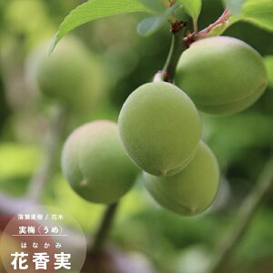 ʎc ~ c ԍ (͂Ȃ) 1N ږ 4.5(a13.5cm) |bgc ʎc Ԗ E ~