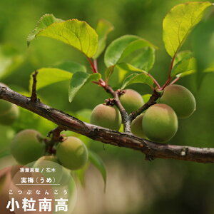 ʎc ~ c 썂 (ԂȂ񂱂) 1N ږ 4.5(a13.5cm) |bgc ʎc Ԗ E ~ ڂ