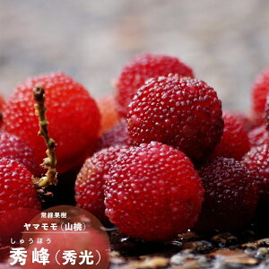 ʎc } c G ( G ) X 1N ڂ 4.5(13.5cm) |bgc ʎc Ύ R