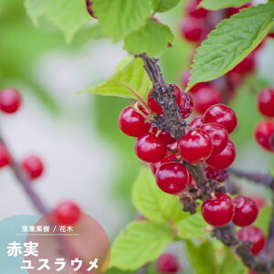 ʎc XE c Ԏ 䂷炤 (X~) ږ 4.5(a13.5cm) |bgc ʎc t Ԗ