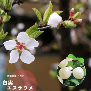 ʎc XE c  䂷炤 ږ 4.5(a13.5cm) |bgc ʎc t Ԗ X~