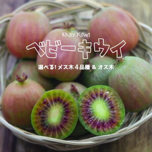 ʎc LEC c xr[LEC Iׂ5i 4.5 (a13.5cm) |bgc ʎc ~jLEC Ȃ