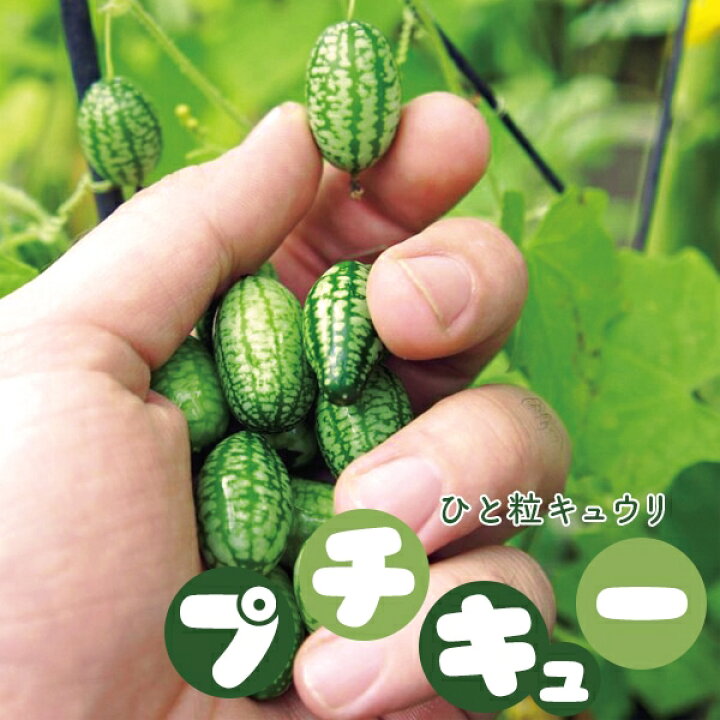 楽天市場 キュウリ 苗 野菜苗 一粒きゅうり プチキュー 3号 直径9cm ポット苗 胡瓜 ミニサイズ グリーンカーテン あなたの街のお花屋さんイングの森