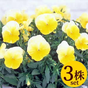 悭炭X~ l[h |bgc@3Zbg pW[ rI c CObVK[f 񂹐A