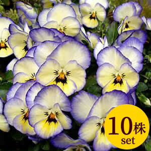 悭炭X~ \[_ |bgc@10Zbg pW[ rI c CObVK[f 񂹐A