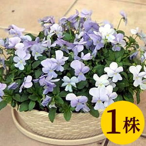 ビオラ ビビ ヘブンリーブルー ポット苗 1個 パンジー ビオラ 苗 イングリッシュガーデン 寄せ植え
