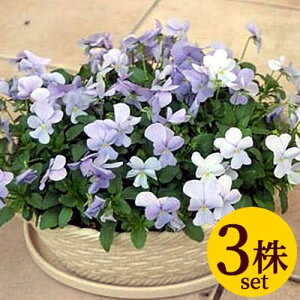 rI rr wu[u[ |bgc@3Zbg pW[ rI c CObVK[f 񂹐A