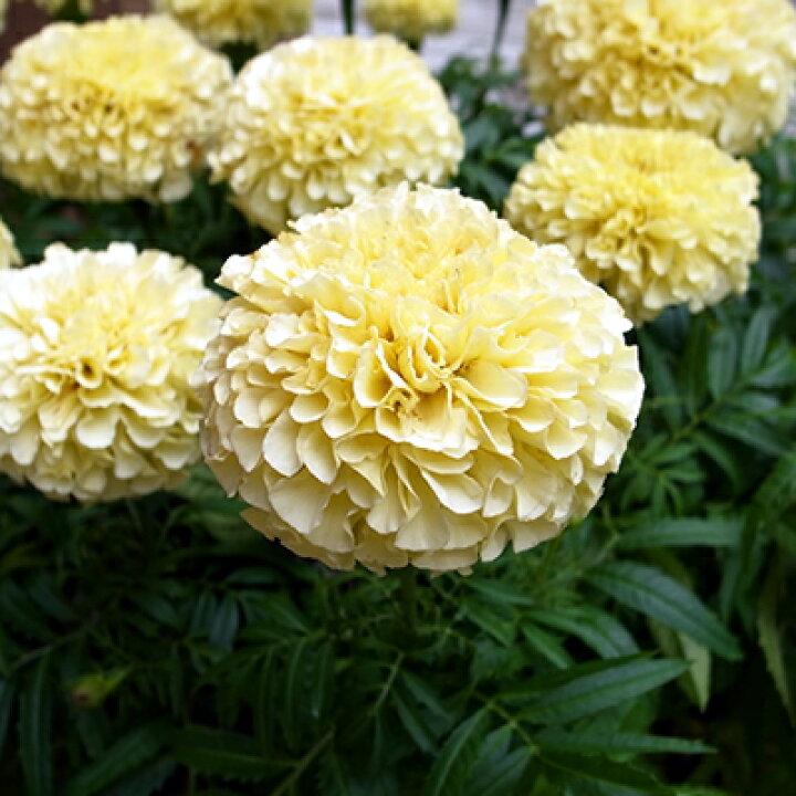 楽天市場 マリーゴールド アフリカン ホワイトバニラ １株 あなたの街のお花屋さんイングの森