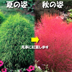 楽天市場 一年草 夏 秋楽しむ コキア ほうき草 あなたの街のお花屋さんイングの森