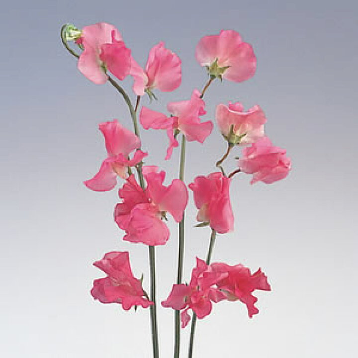 楽天市場 耐寒性 一年草 スイートピー ロイヤルローズピンク ２株 セット あなたの街のお花屋さんイングの森