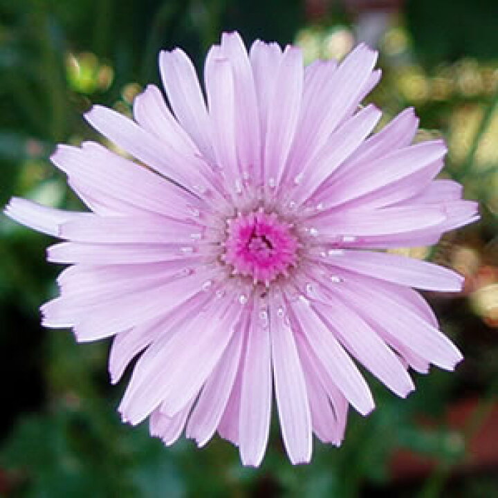 楽天市場 桃色 タンポポ クレピス ２株セット一年草 あなたの街のお花屋さんイングの森