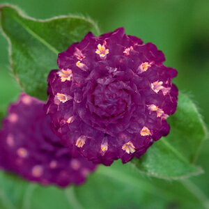 楽天市場 センニチコウ ラスベガス パープル 2株セット切り花 寄せ植え 季節の花苗 イングリッシュガーデン等に あなたの街のお花屋さんイングの森 楽天市場 センニチコウ ラスベガス パープル 2株セット切り花 寄せ植え 季節の花苗 イングリッシュガーデン等に あなたの街のお花屋さんイングの森